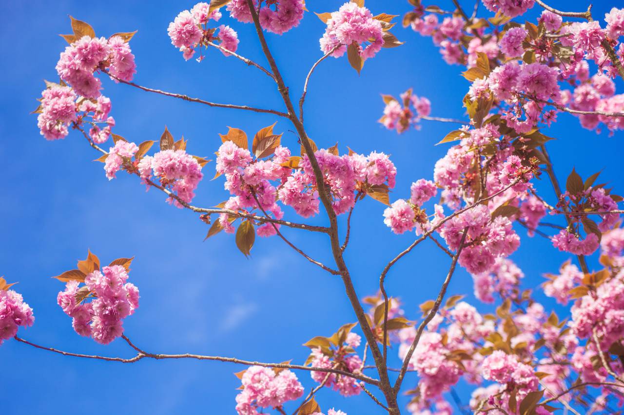 flowers, nature, blossoms, branches, twigs, leaves, pink, petals, bokeh, outdoors, garden, blue, sky, clouds
, 