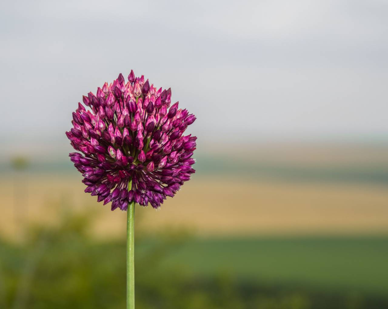 flowers, nature, pink, purple, blossoms, stalk, stem, spring, summer, branches, outdoors, still, bokeh
, 