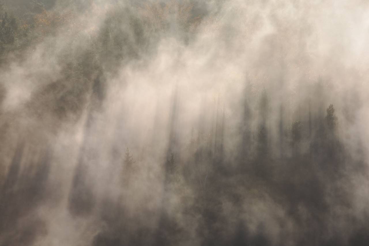 fog, trees, woods, forest, dark, green, mossy, travel, adventure
, 