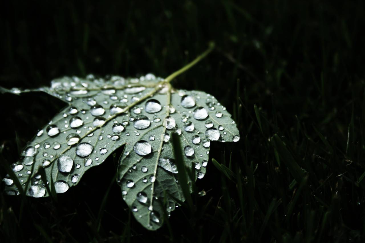 green, leaf, dew, nature
, 