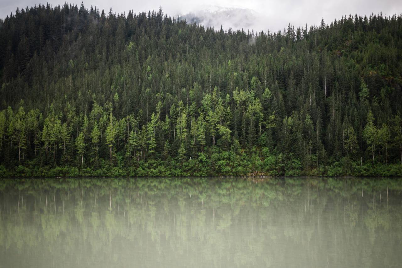 verde, árvores, planta, natureza, floresta, lago, água, reflexo,