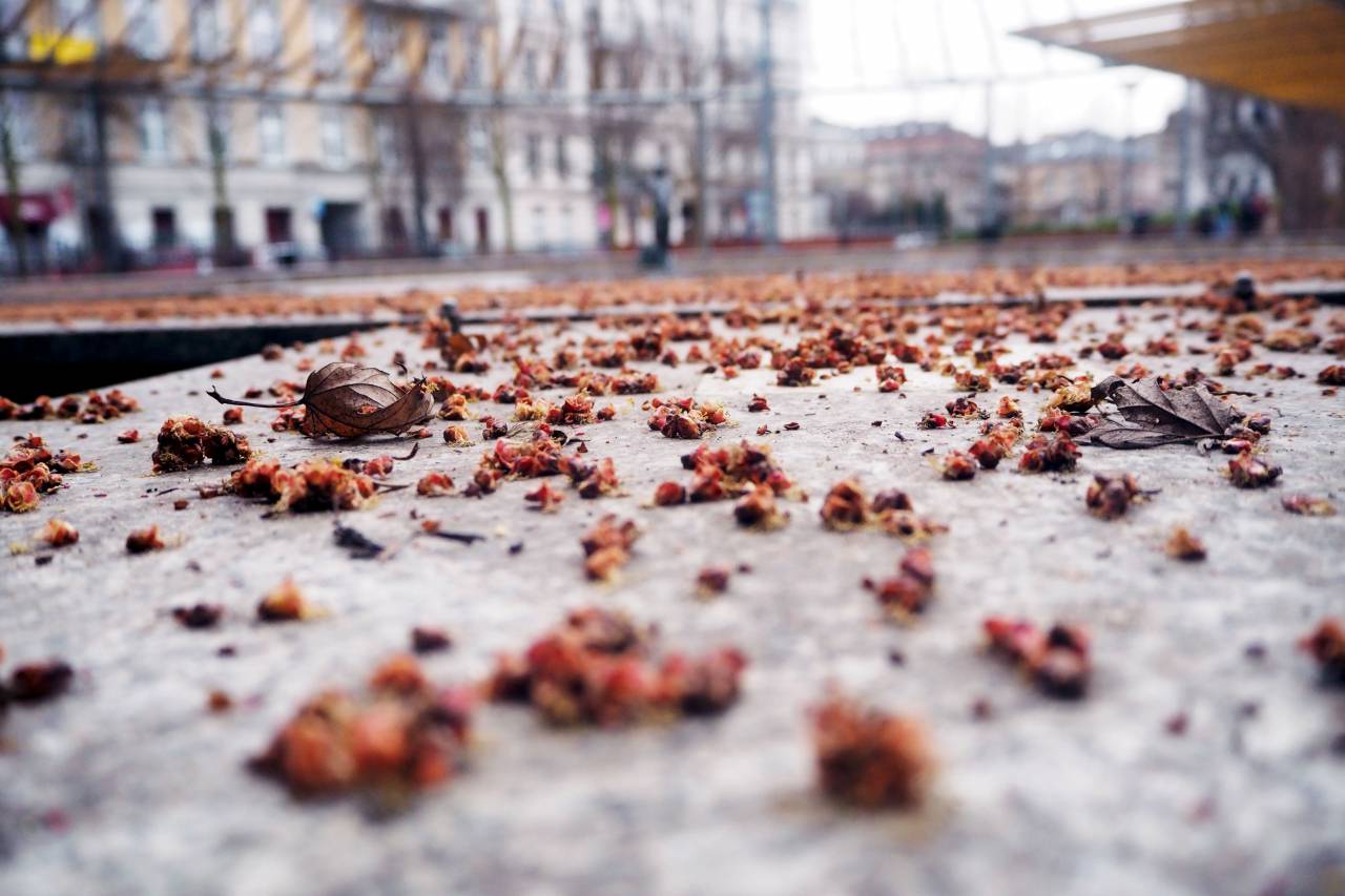 al aire libre, hoja, otoño, otoño, la carretera,