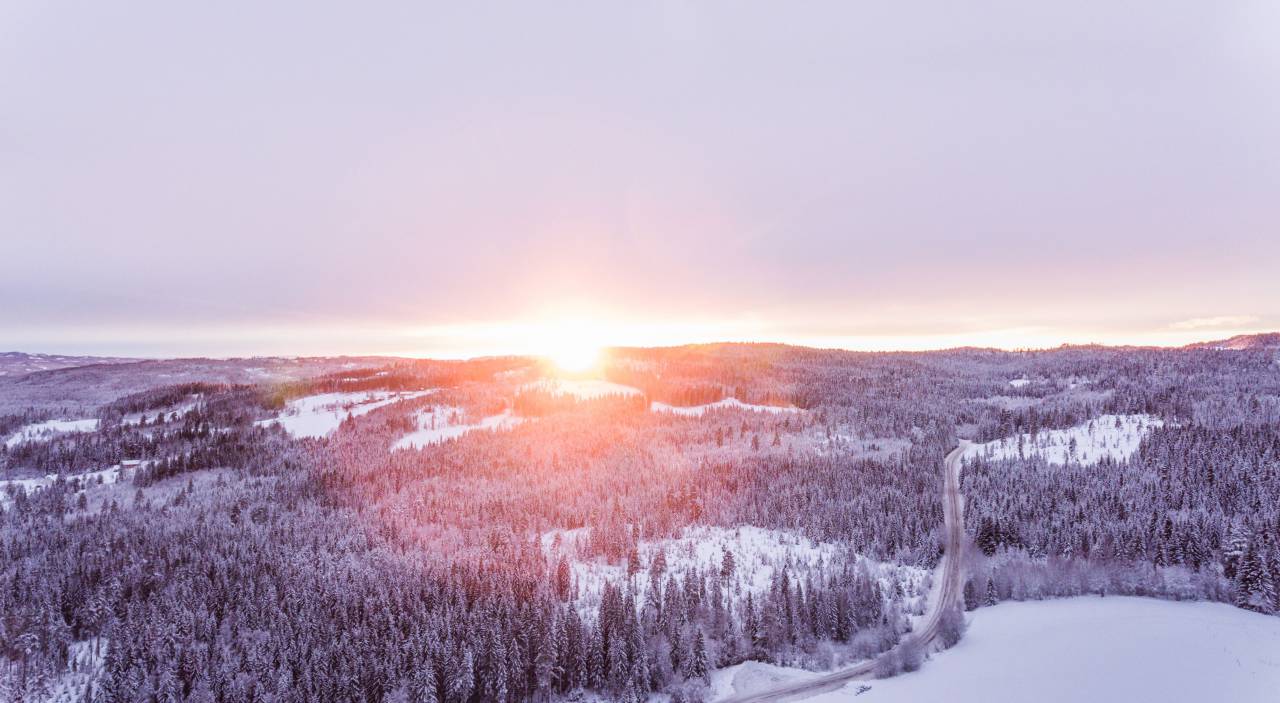 Tierra, bosque, plantas, árboles, pino, exterior, sol, luz del sol, carretera, viaje, viajes, congelados, hielo, invierno,