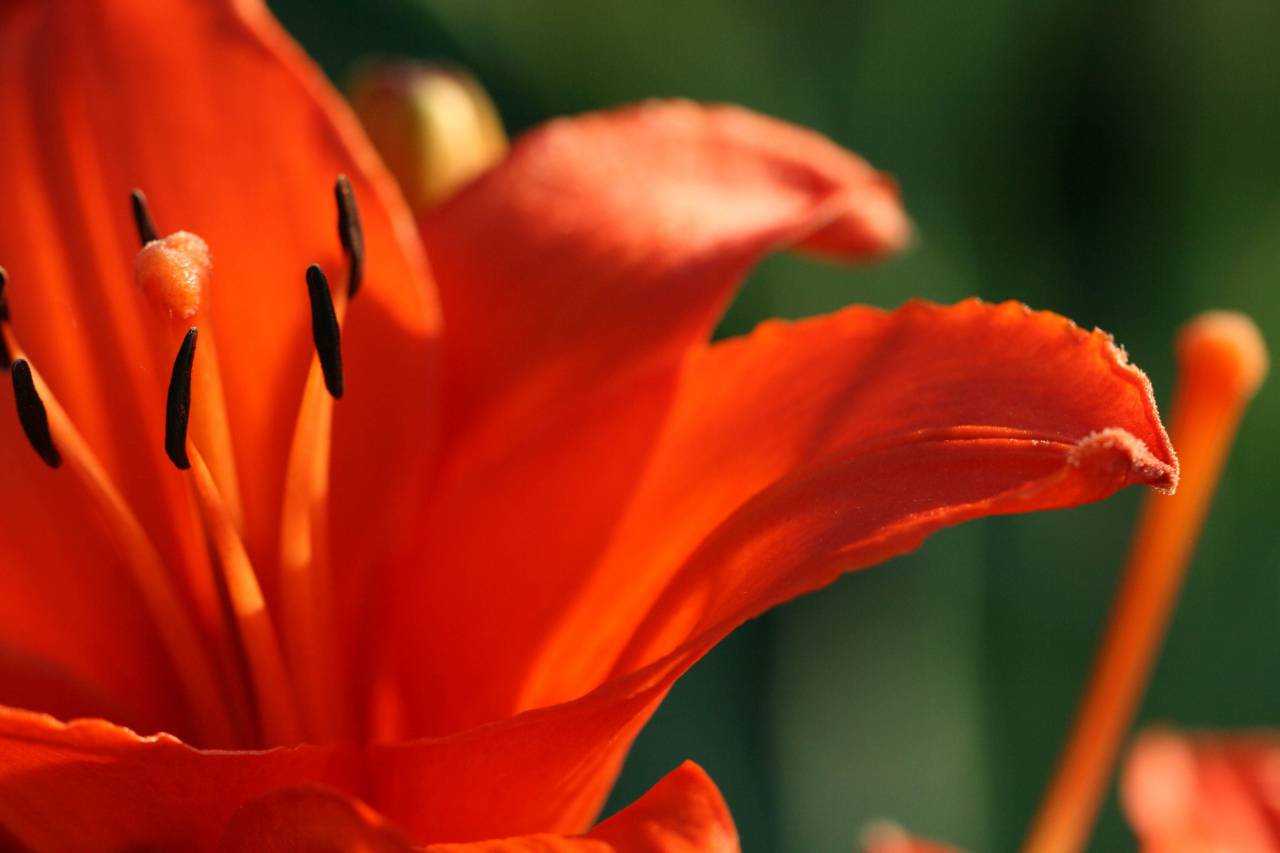 Lily, flor, cerrar, florecer, pétalo, macro, flor, naturaleza, planta, detalle, flora, floral, rojo, colorido, brote, jardín, botánica, fondo,