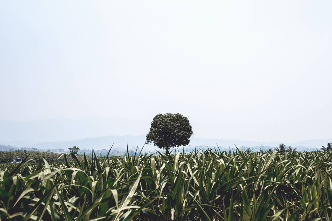 nature, field, grass, tree, view, mountains, sky, clouds, horizon, minimalist
, 