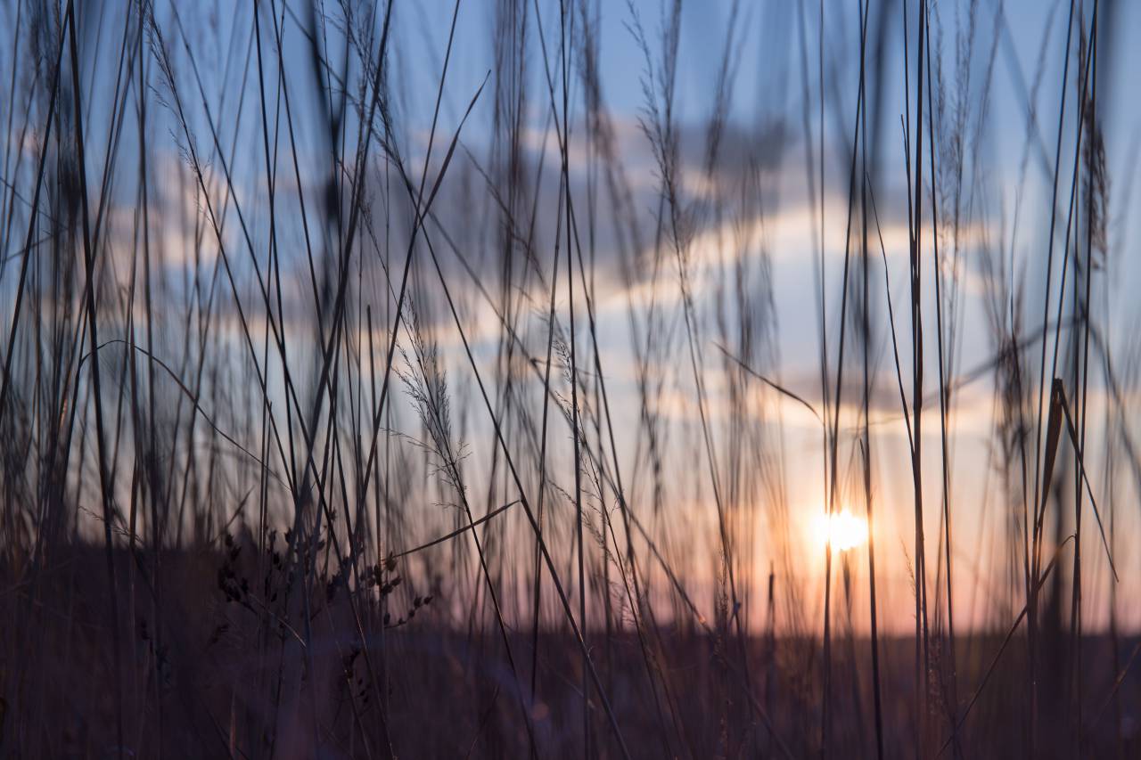 nature, grass, stems, stalks, sway, outdoors, light, shadow, silhouette, sun, dusk,
, 