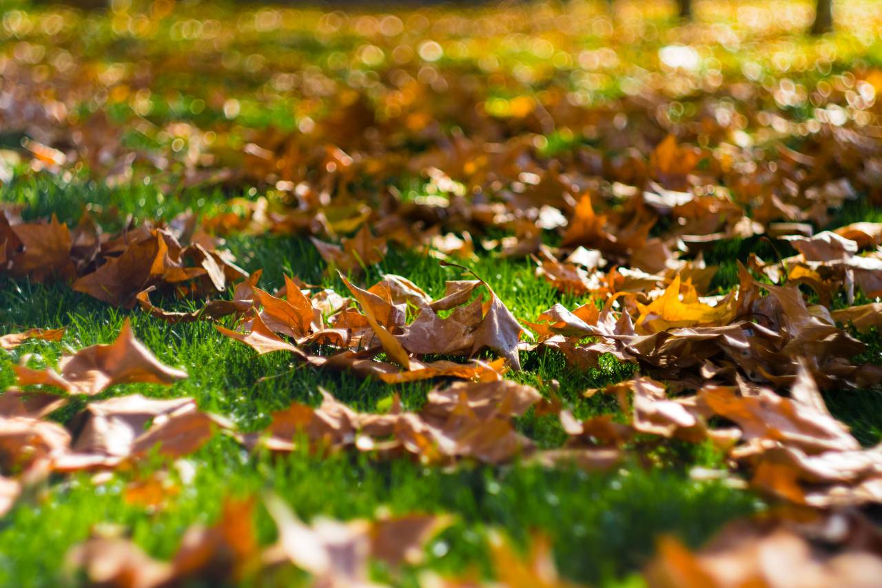 nature, landscape, leaves, green, dried, yellow
, 