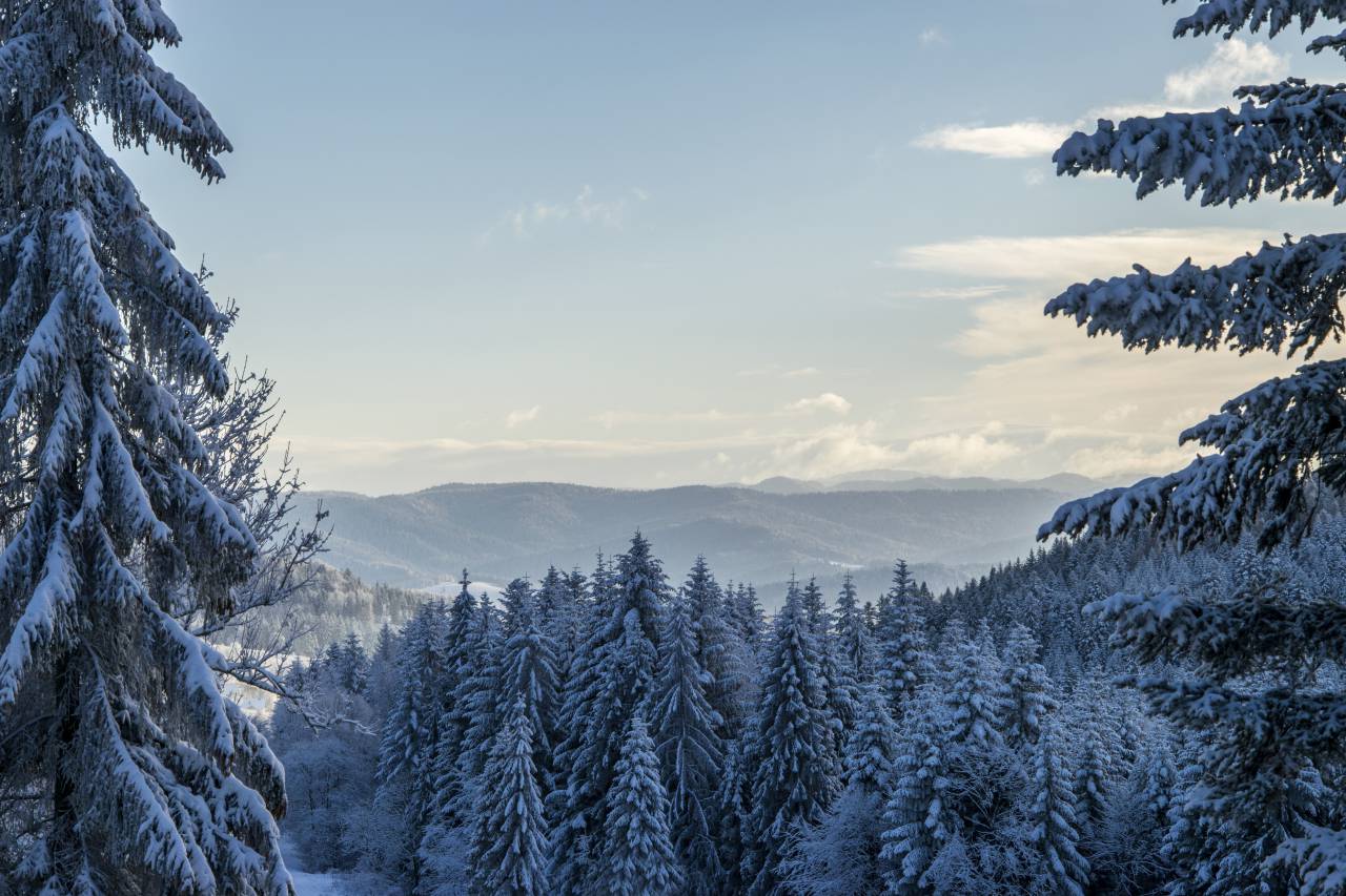 naturaleza, paisaje, montañas, pendiente, cumbre, picos, nieve, bosques, pinos, árboles, cielo, nubes, horizonte, azul