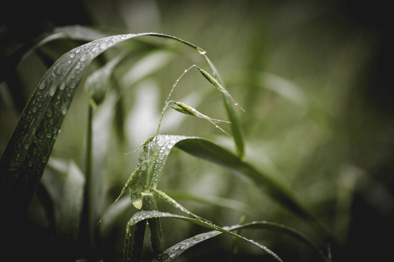 nature, leaves, grass, rain, wet, droplets, still, bokeh
, 