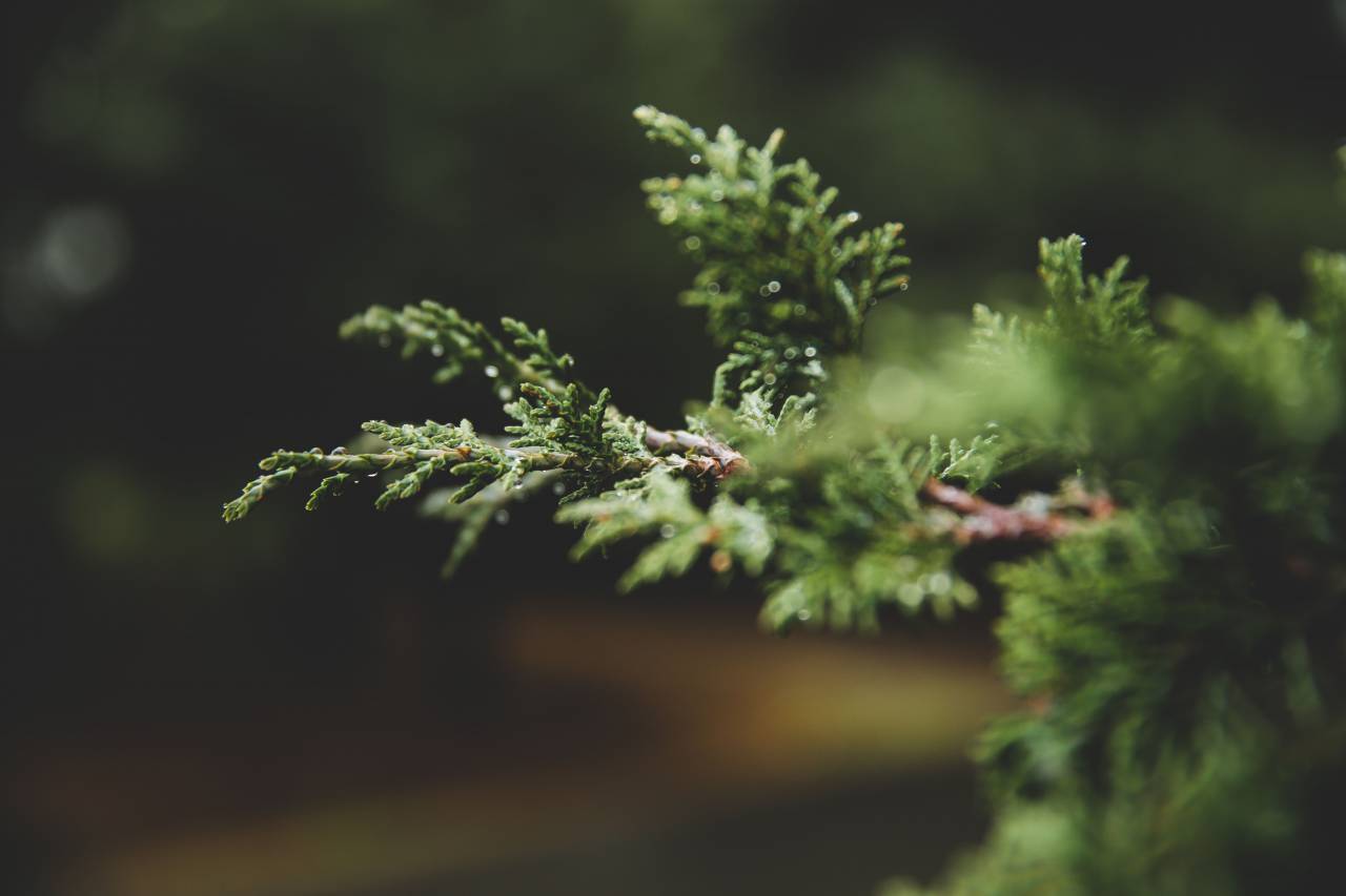 nature, trees, branches, leaves, bokeh
, 