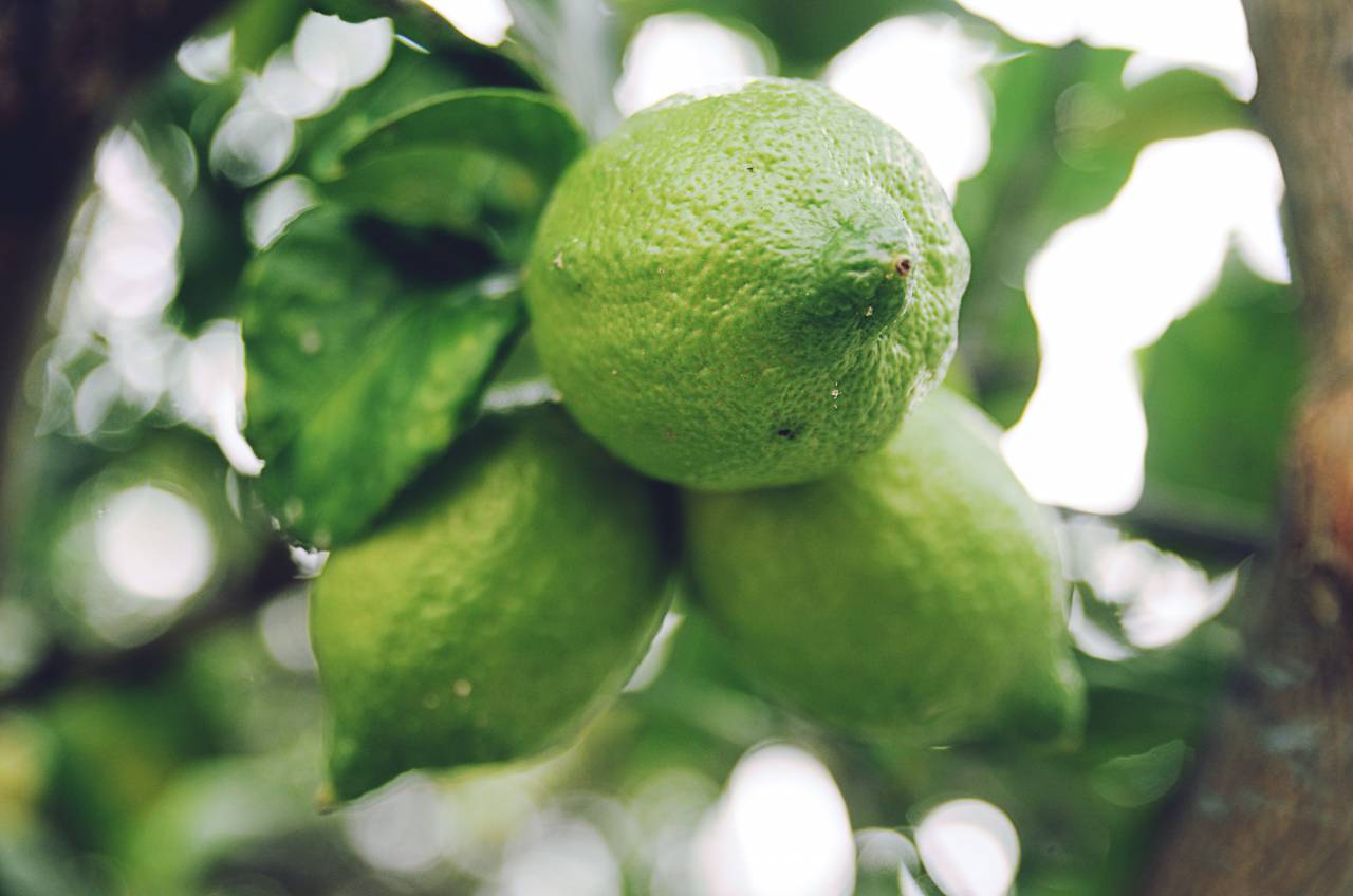 nature, trees, branches, leaves, fruits, citrus, lemon, green
, 