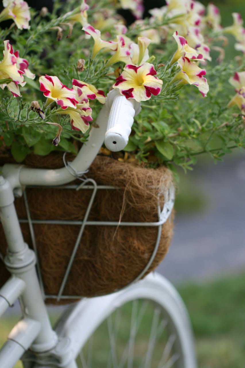 Viejo, bicicleta, flores, retro, decoración, canasta, vintage, al aire libre, antigüedades, verano, planta, naturaleza,