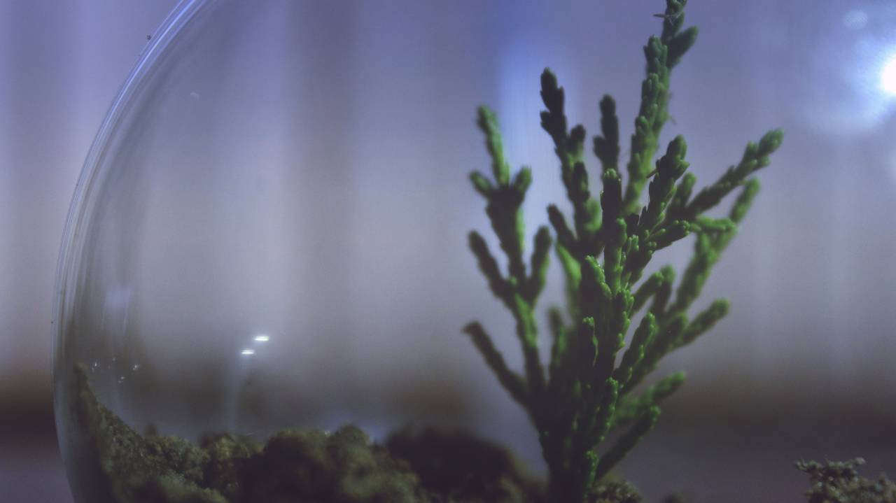 plant, aquarium, display, glass, bowl, soil, small, green, nature, closeup
, 