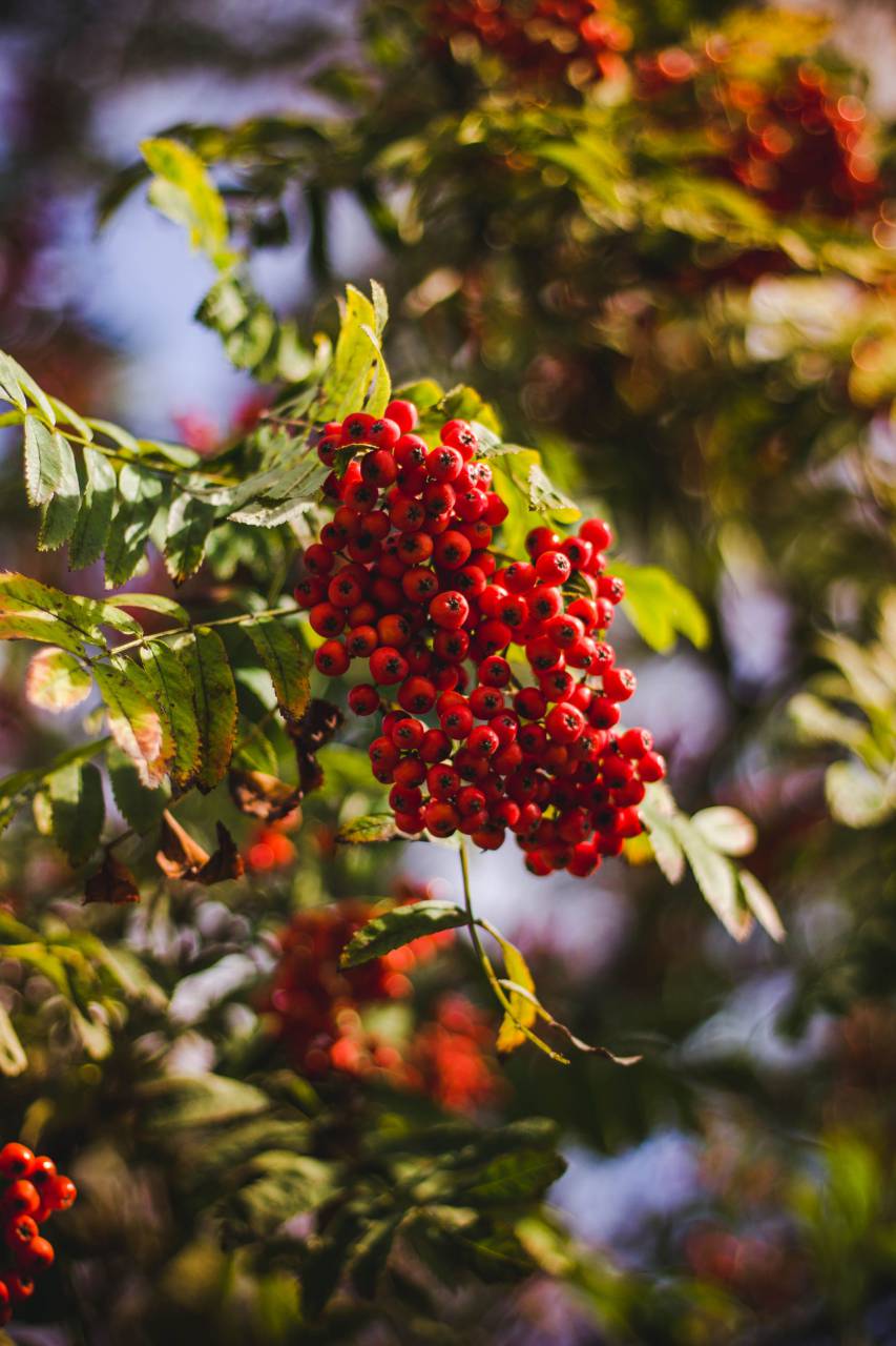red, fruit, green, leaf, plant, outdoor, nature, blur, bokeh, tree
, 