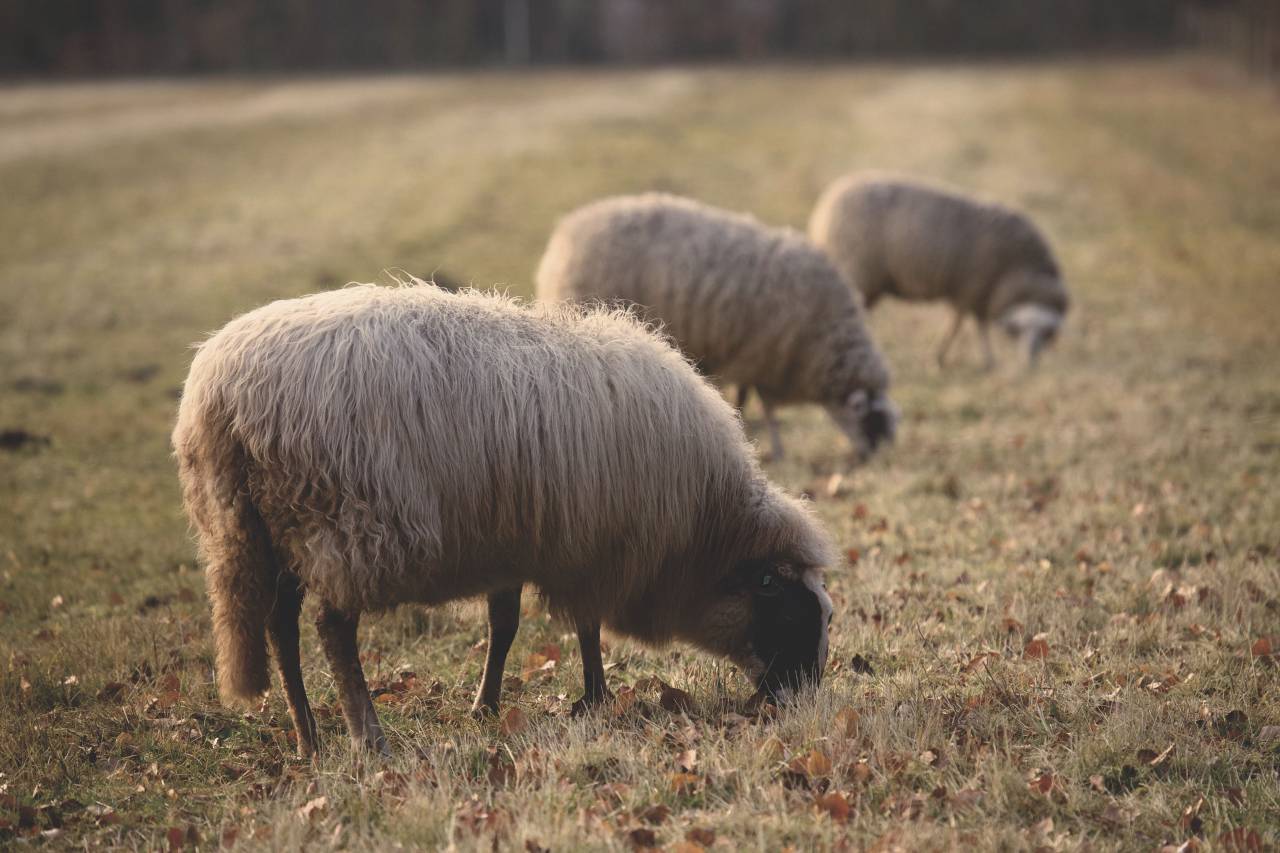 sheep, animal, green, grass, farm, field, outdoor, nature
, 