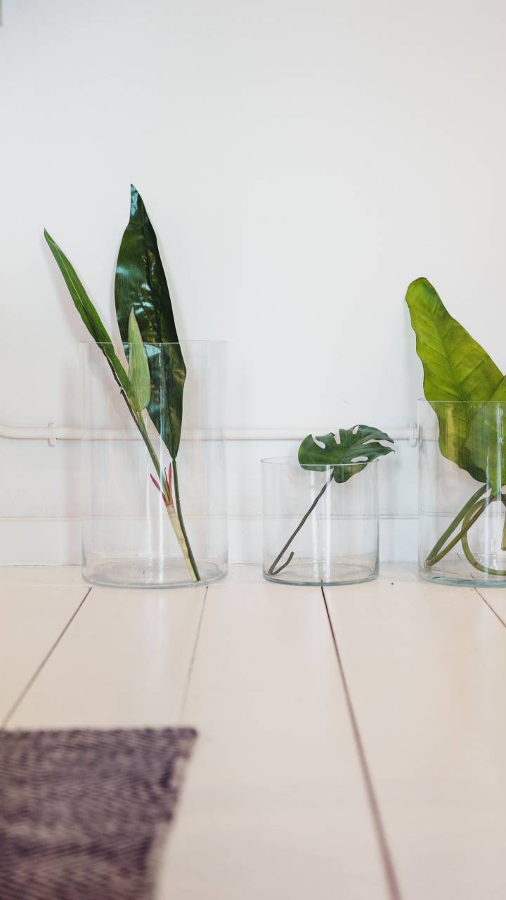 simple, plants, vase, indoors, decor, decoration, minimal, organic, natural, home, design, botanical, lush, stylish
, 
