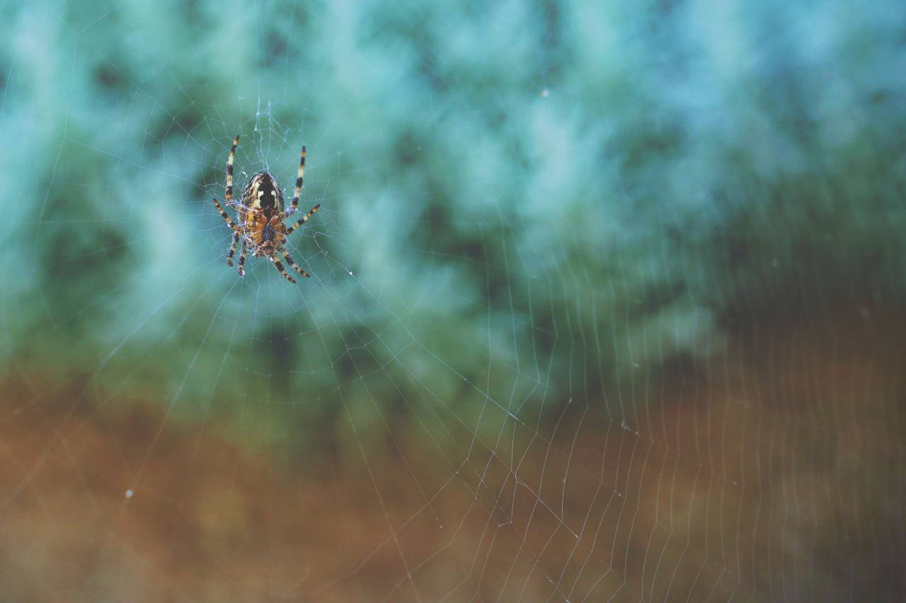 Araña, web, al aire libre, recuadro, desenfoque