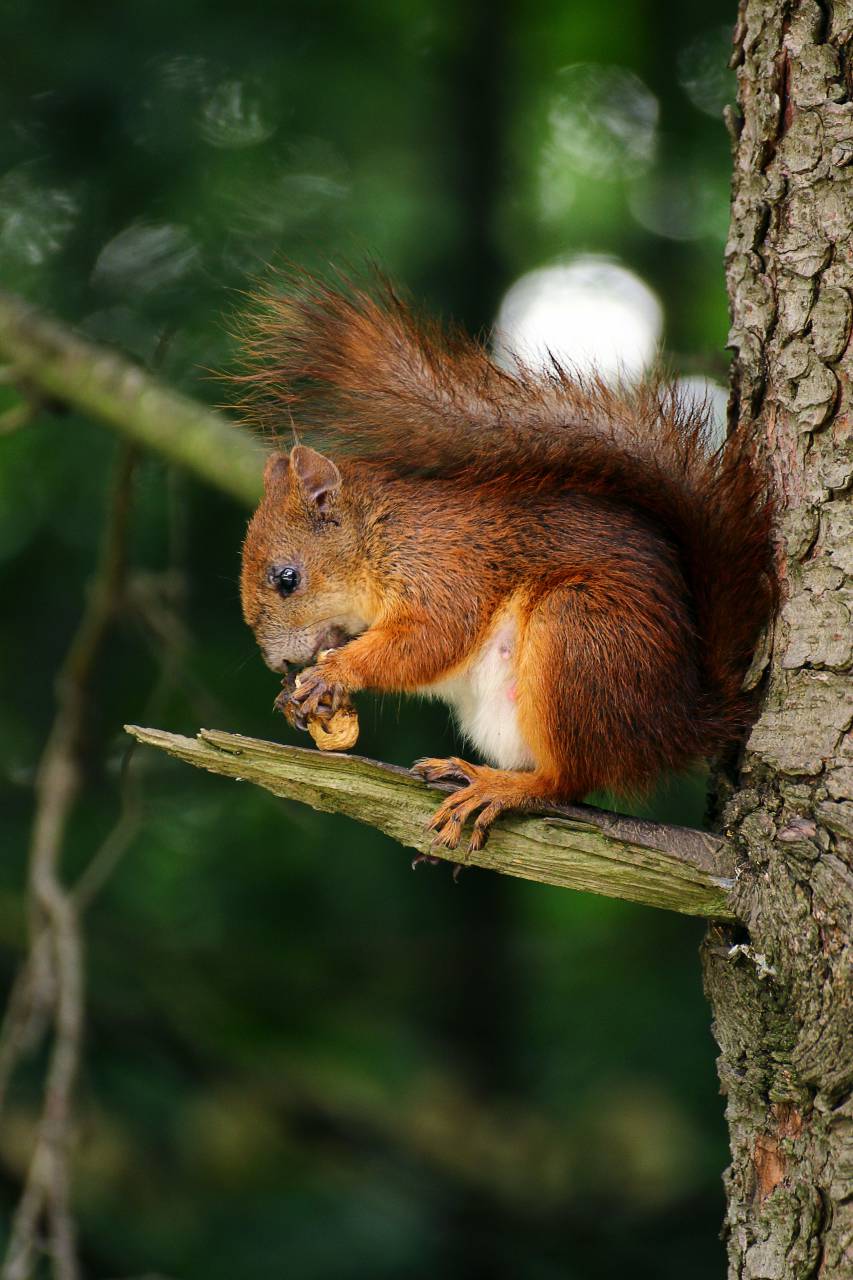 🥇 Image of squirrel animal eating tree branch wood plant - 【FREE PHOTO】  100020681