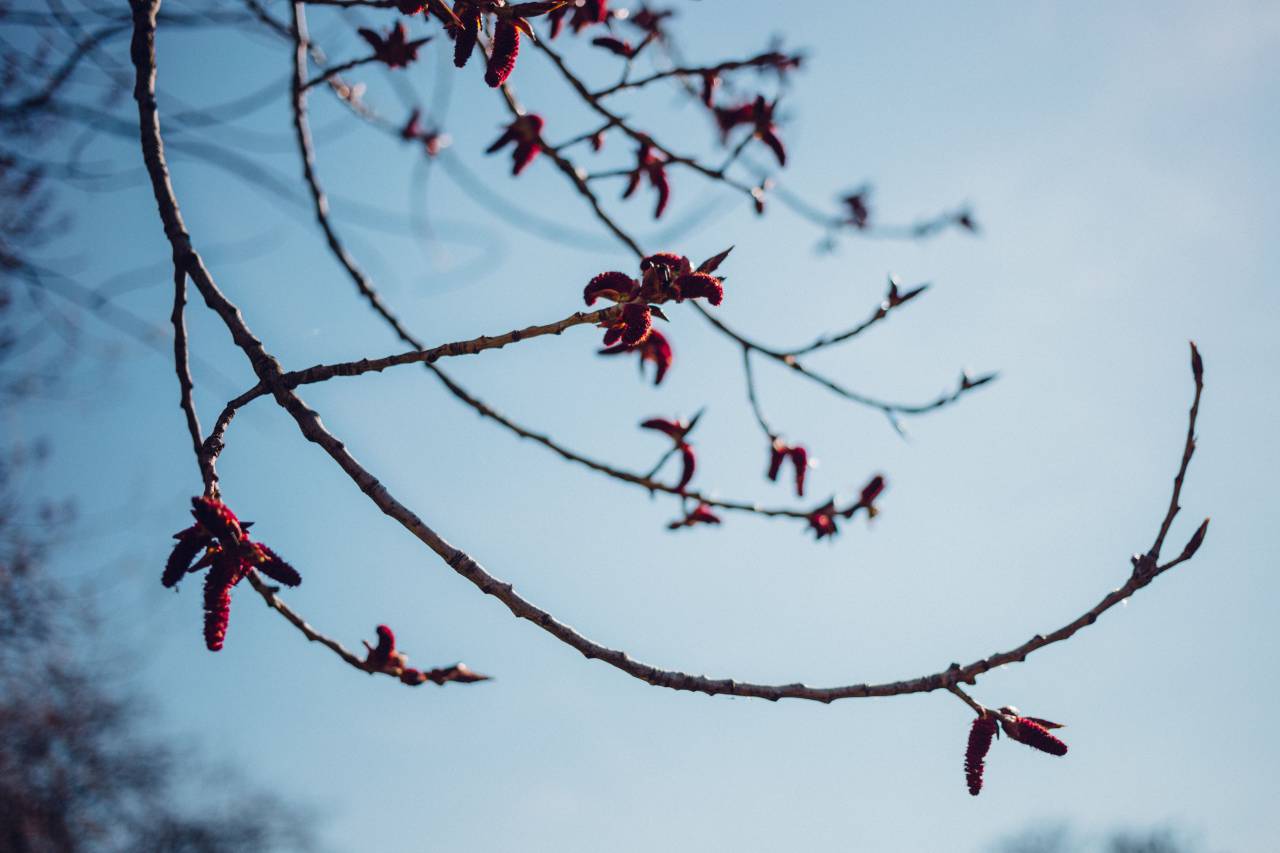árbol, rama, planta, naturaleza, flores, cielo,