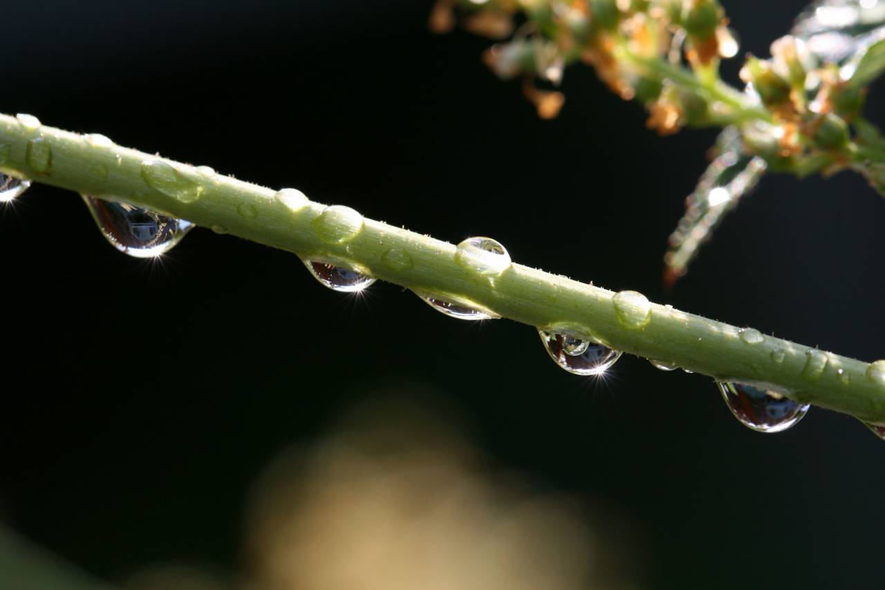 water, droplets, close up, plant, rain, wet, macro, detail, bokeh, nature, green, dew, drops, garden, weather, climate
, 