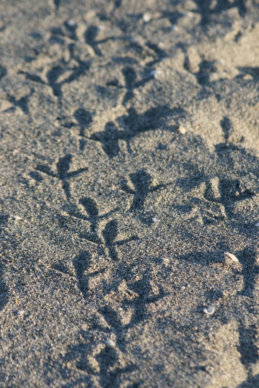 animal, footprints, nature, sand, beach, bird, tracks, outdoor, environment, wildlife, seagull, travel, desert
, 