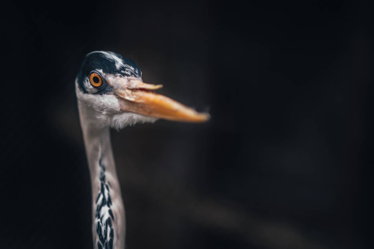 pájaro, pico, pluma, animal, volar,