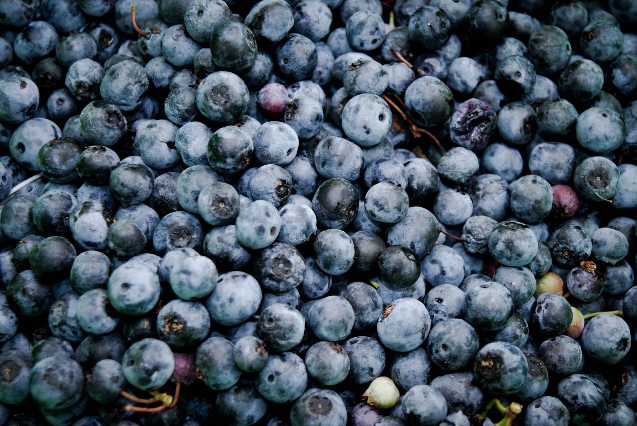 blueberries, fruits, food, healthy
, 