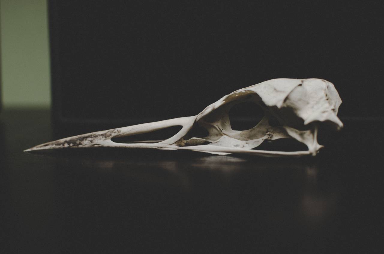 bone, dead, remnant, white
, 