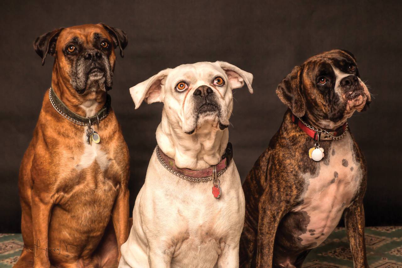 boxer dog, portrait, photo, animal, pet, dog, boxer, pose, photography, sitting, good boy
, 