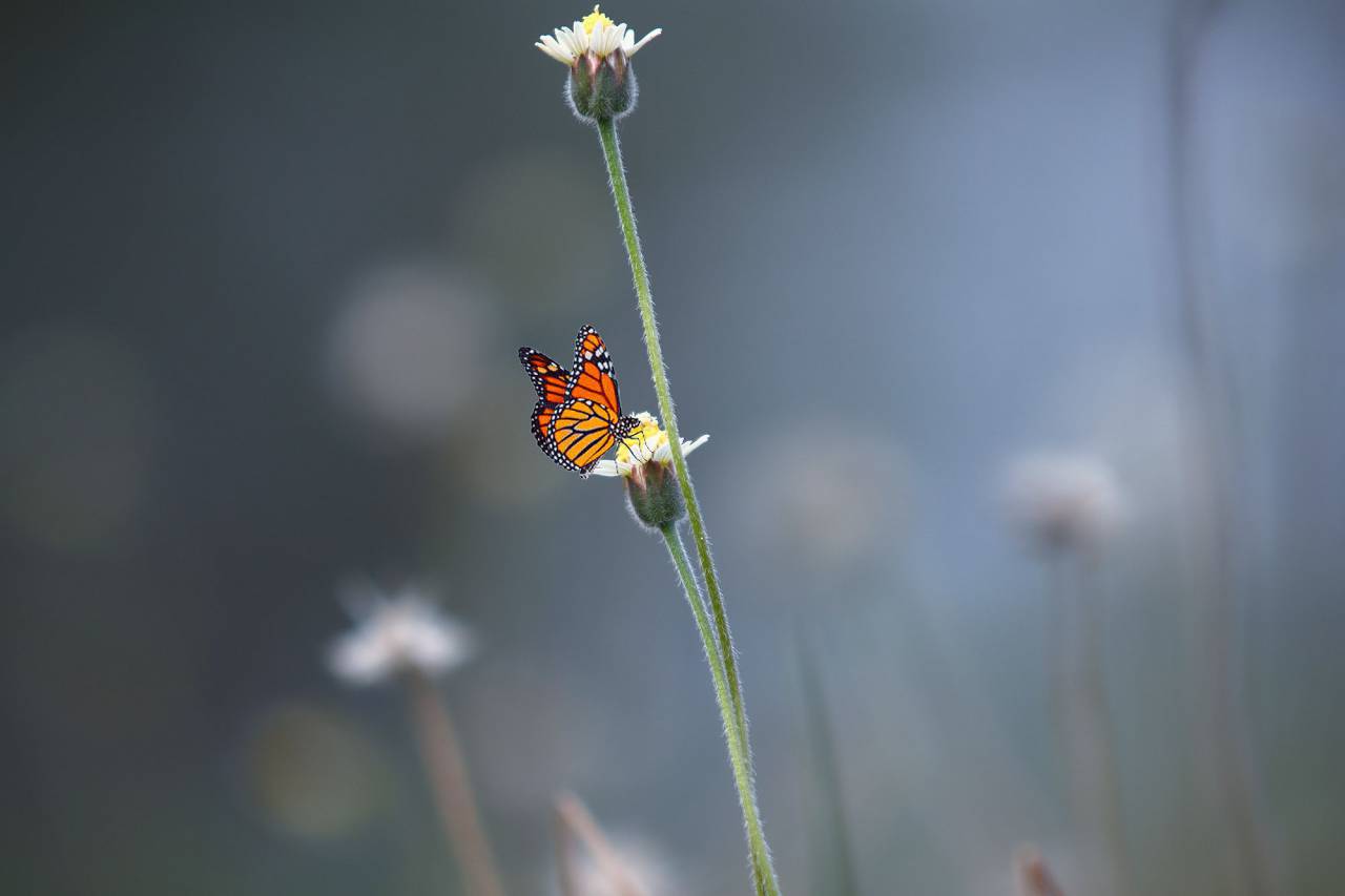 Mariposa, flor, naturaleza, plantas, insectos, al aire libre, desenfoque, bokeh,