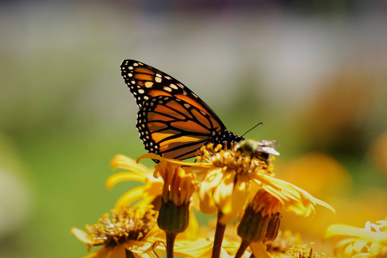 Mariposa, insecto, jardín, verano, detalle, bug, alas, naturaleza, colorido, salvaje, exterior, vida silvestre, bokeh, flor, monarca,