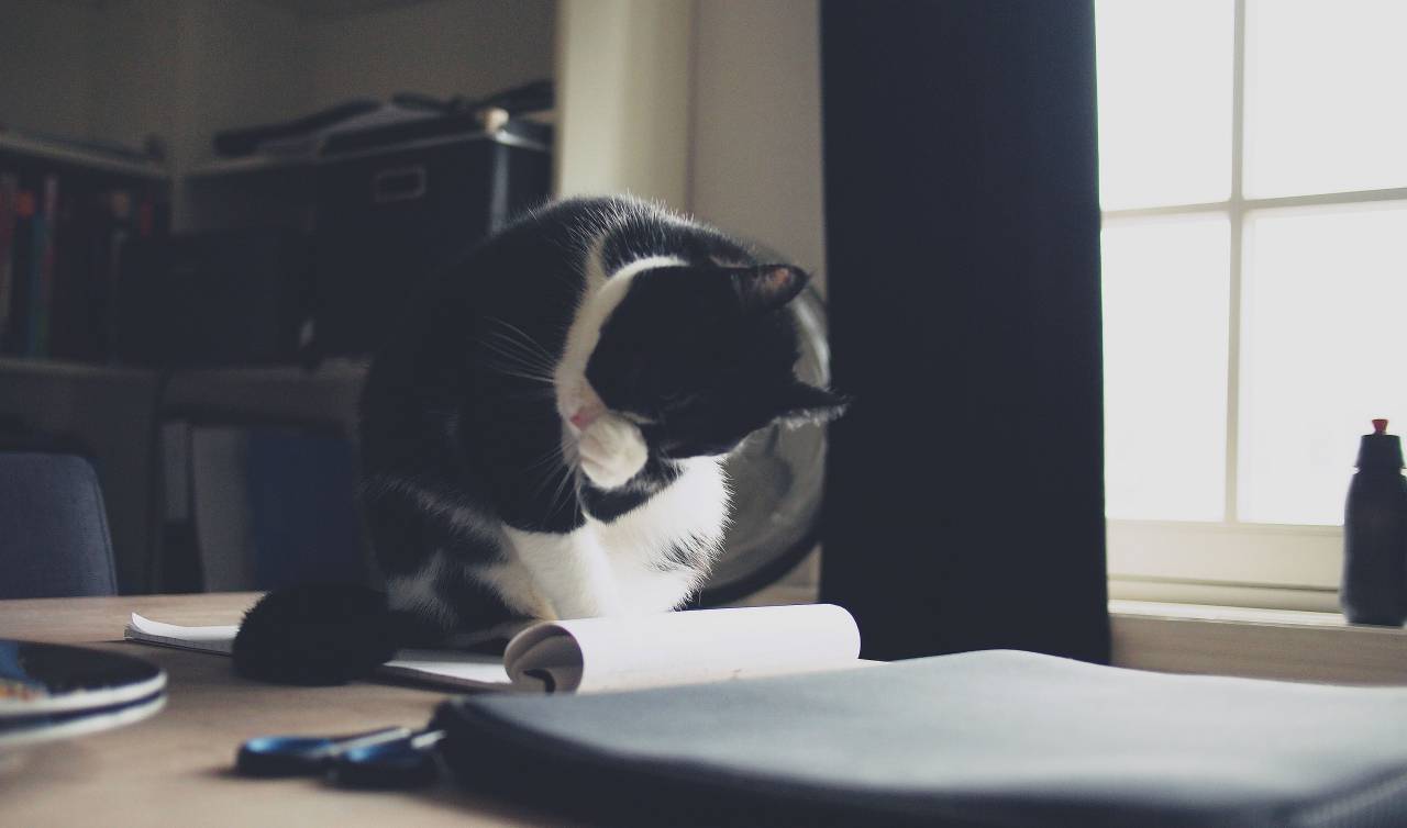 cat, kitten, animal, pet, desk, office, notepad, papers, room
, 