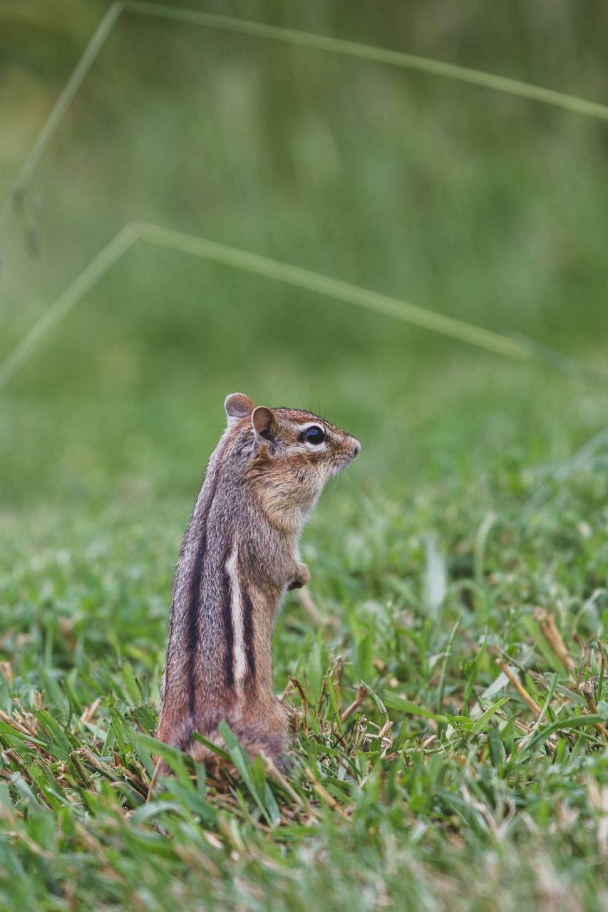 Ardilla, animal, naturaleza, widlife, roedores, jardín, patio, ardilla, al aire libre, de pie,