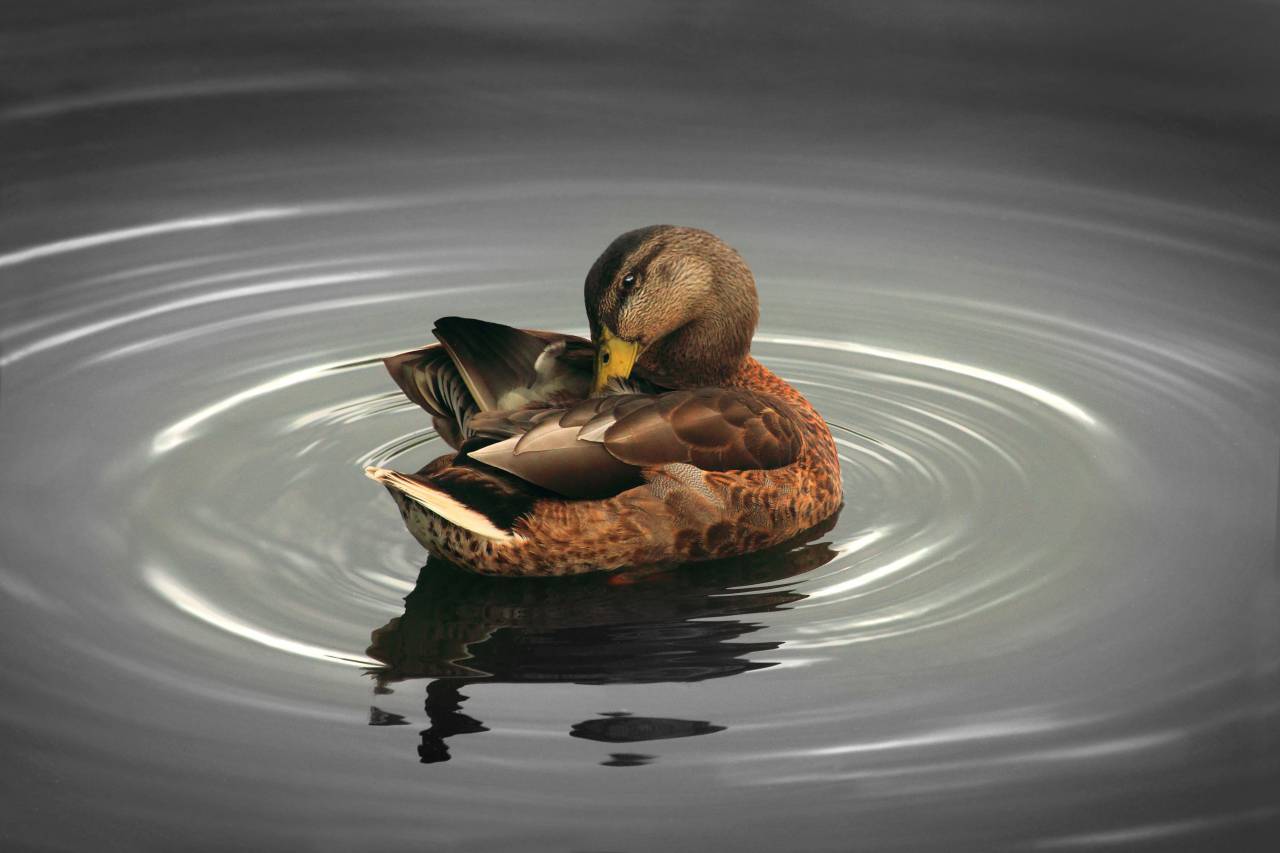 duck, river, swamp, water, beautiful, beauty
, 