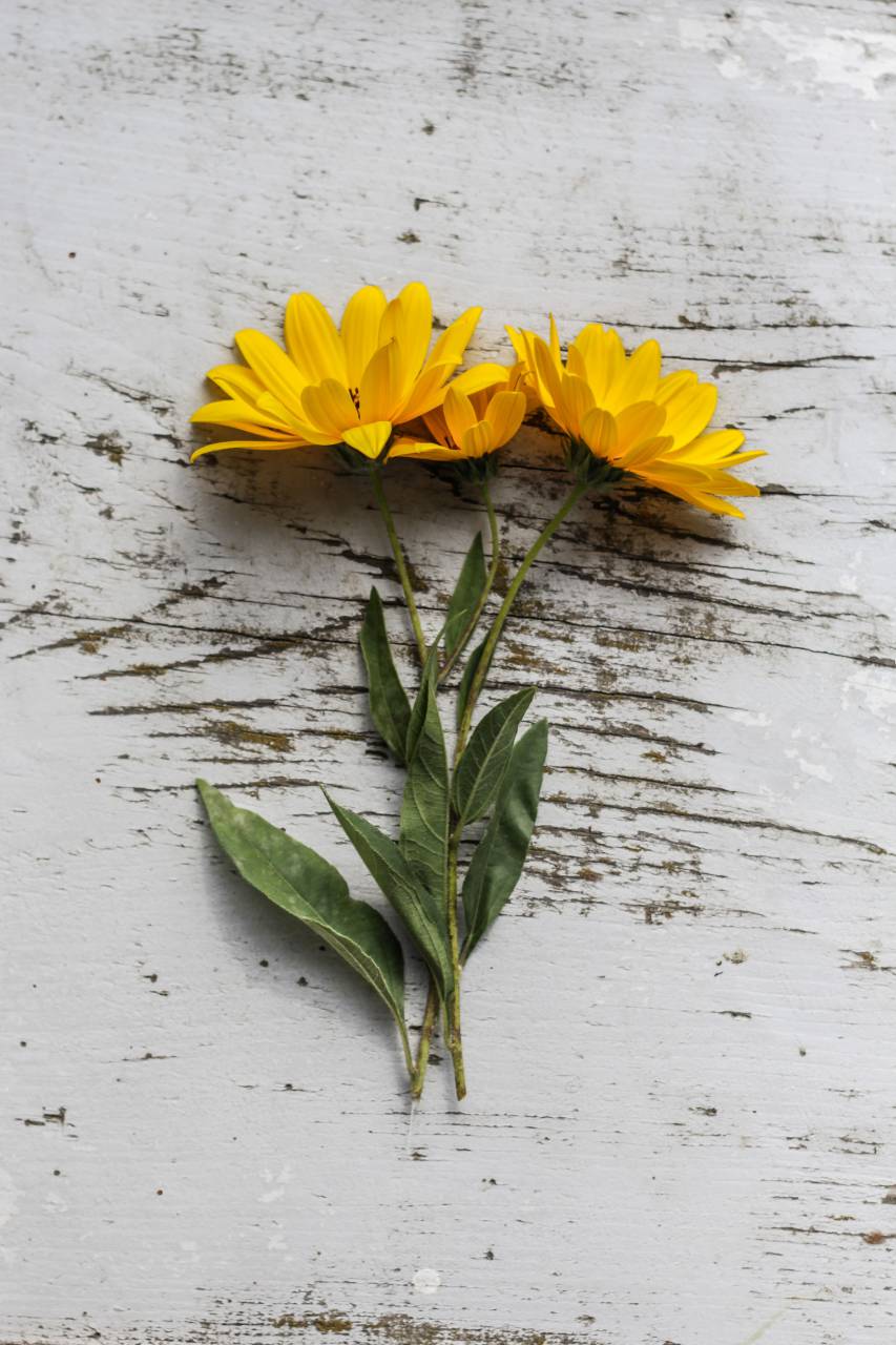 Flat lay, amarillo, flores, rústico, mesa, veteado, superior, jardín, fresco, plantas, botánica, florecer, flor, verano,