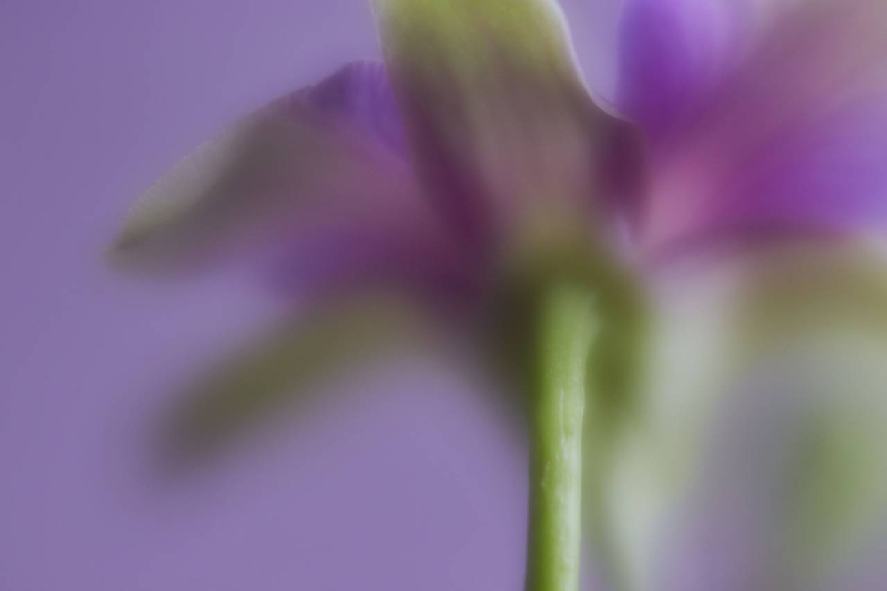 flower, leaves, close up, purple, petal, horticulture, plant, botany, natural, texture, nature, floral, violet, soft, focus, bokeh, macro, background, orchid
, 