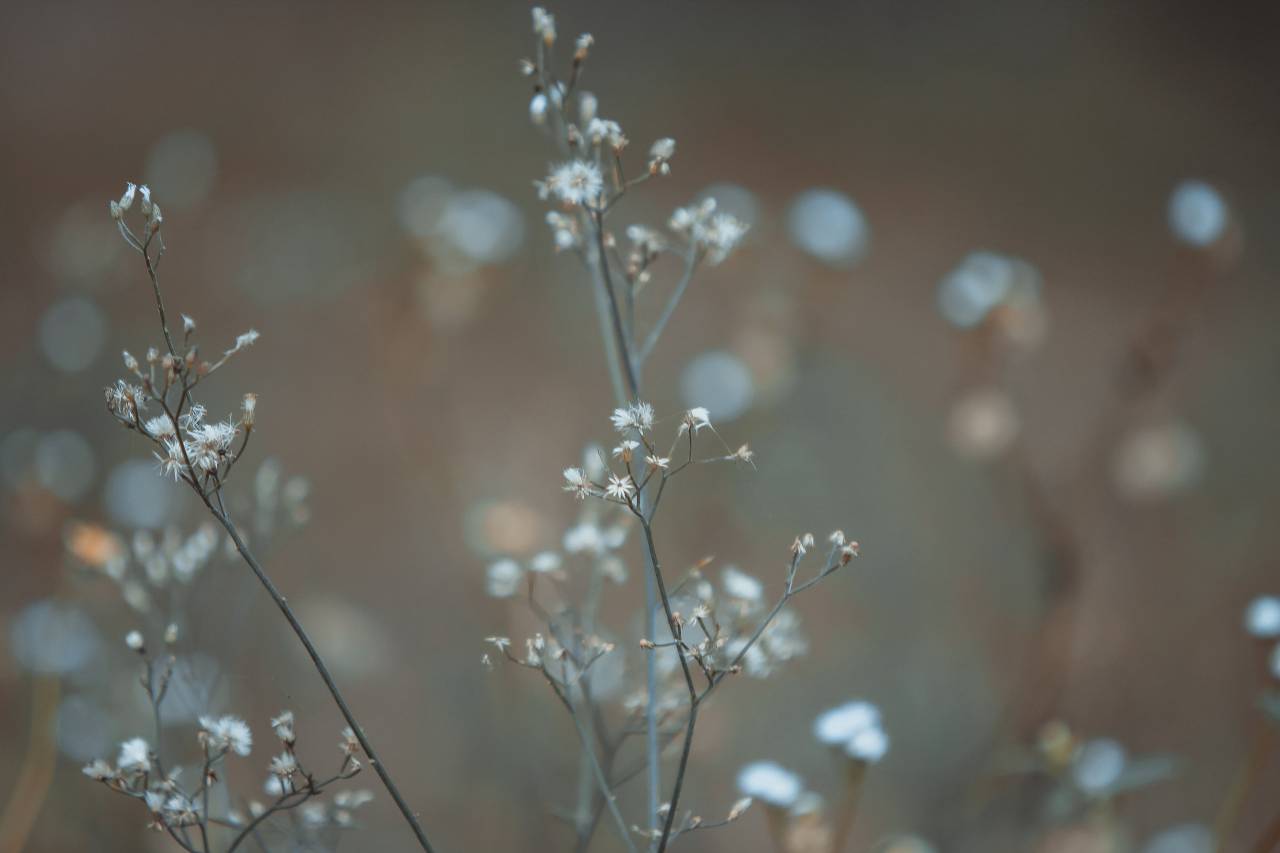 flower, nature, plant, outdoor, garden, blur
, 