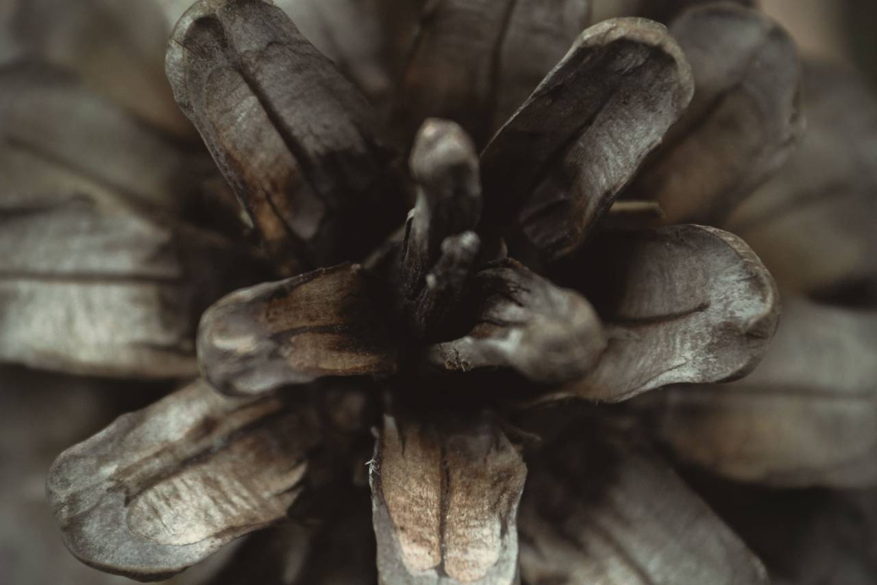 flower, white, petal, bloom, garden, plant, nature, autumn, fall, dried
, 