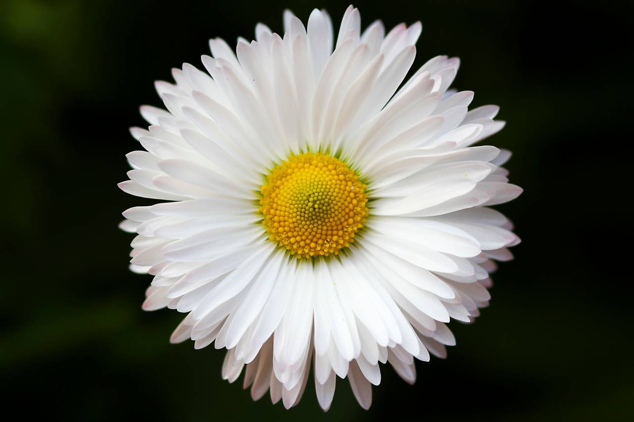 Flor blanca, pétalo, flor, jardín, plantas, naturaleza, otoño, otoño,