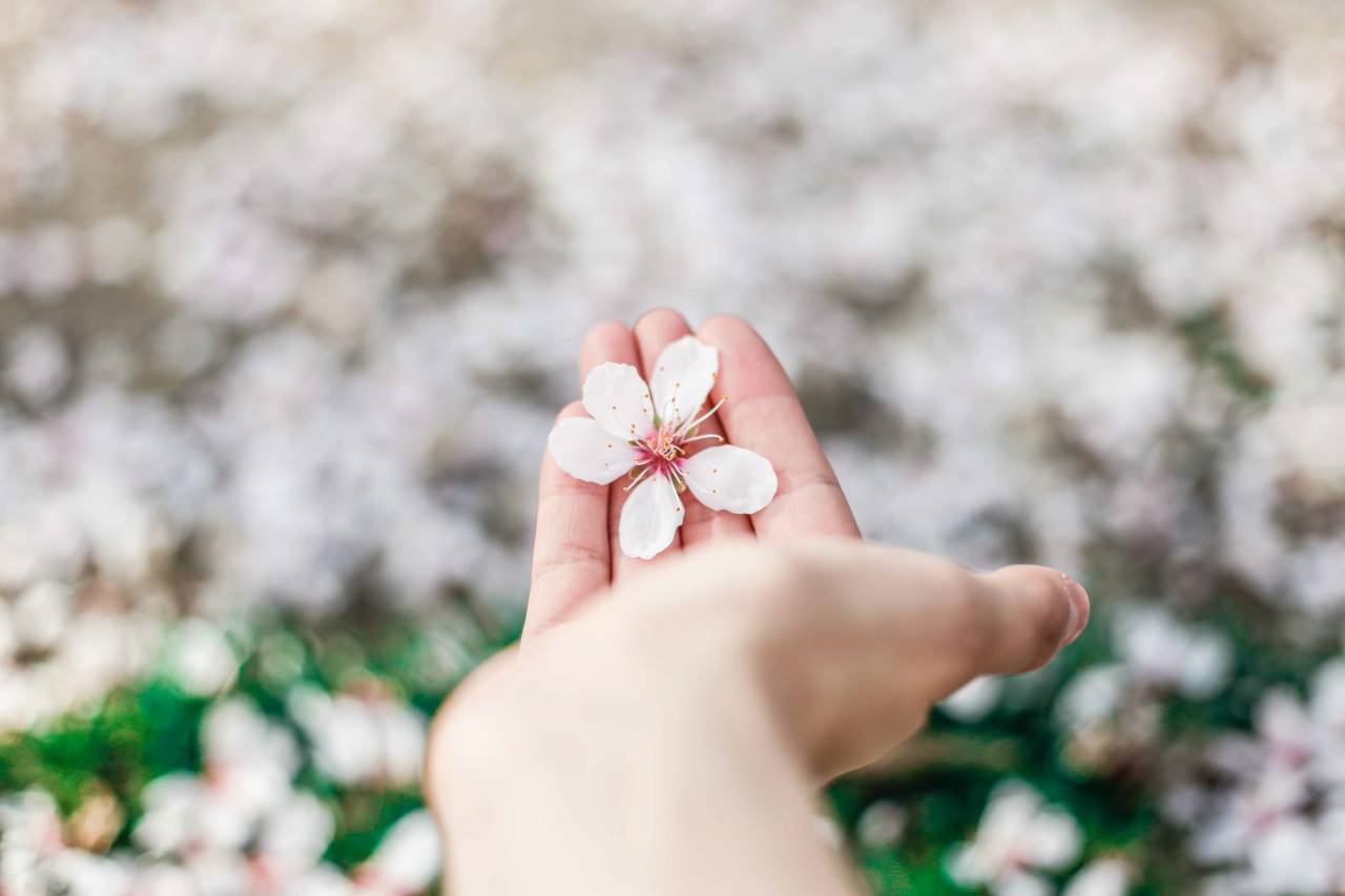 flowers, hand, palm, blur, bokeh, garden, outdoor
, 