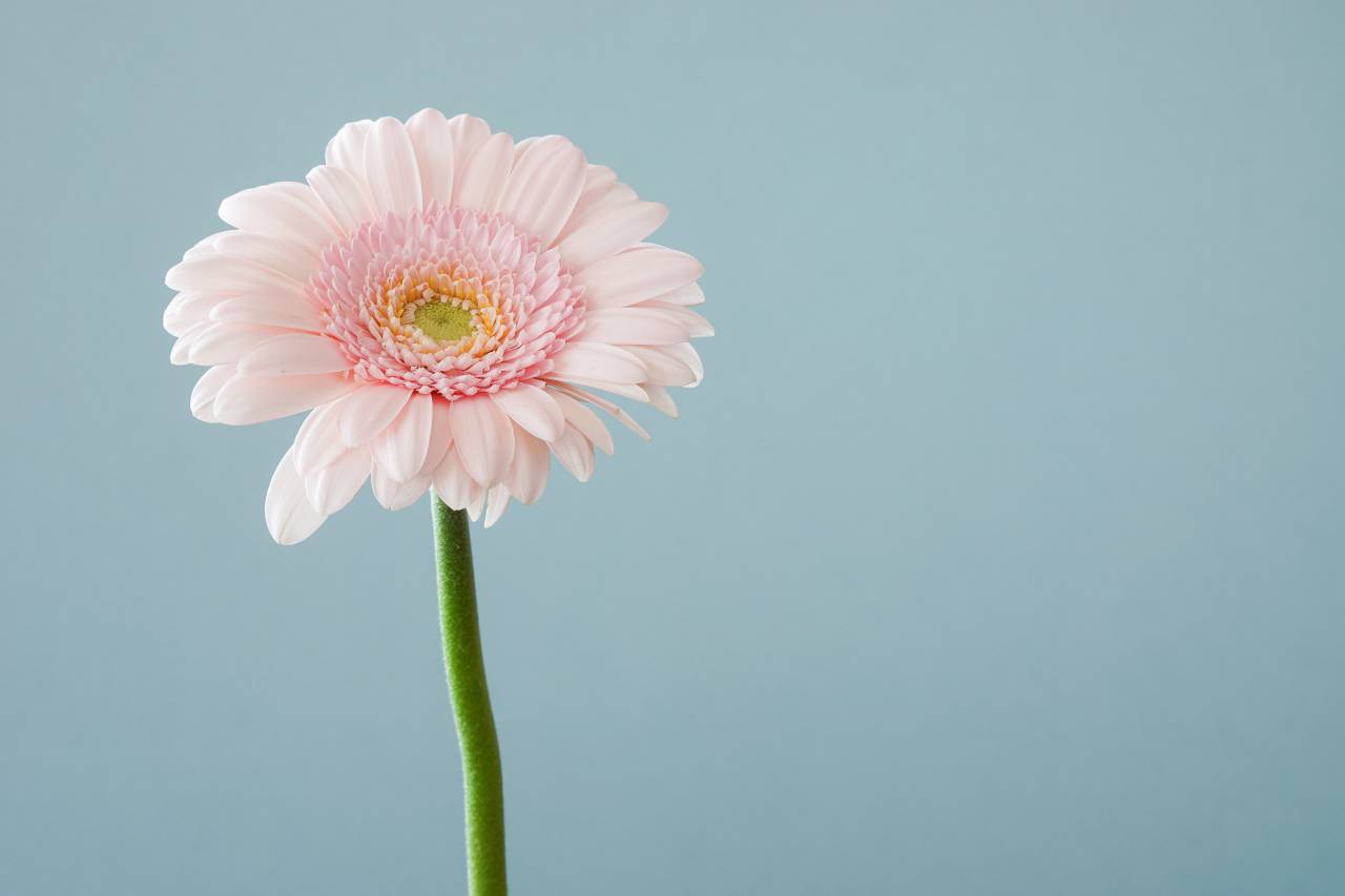 flowers, nature, blossoms, stems, stalk, pink, carnation, petals, gerbera, macro, still, bokeh, minimalist, blue
, 