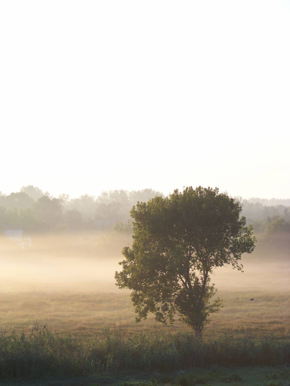 fog, morning, summer, dawn, ukraine, trees, forest, grass, nature
, 