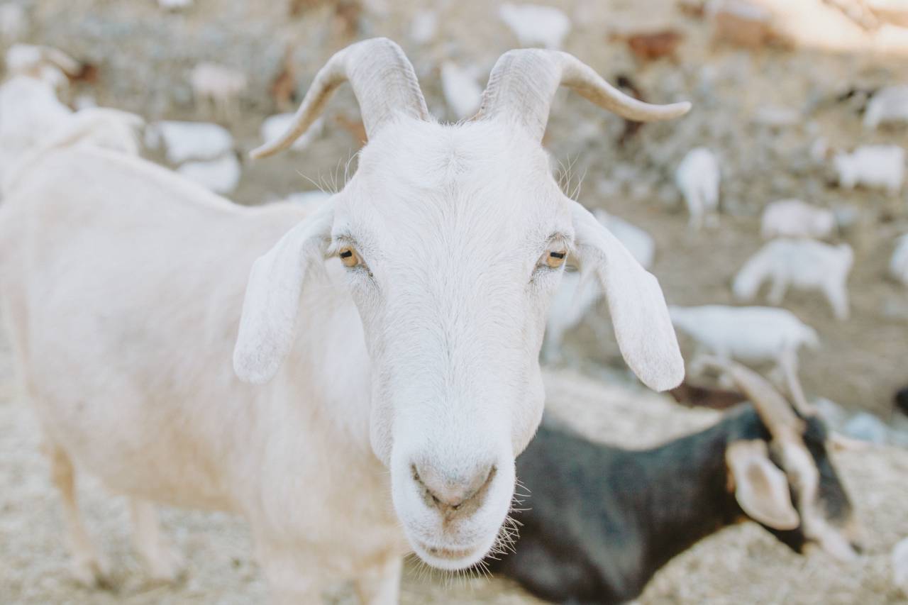 goat, animal, mountain, landscape, nature, blur, herd
, 