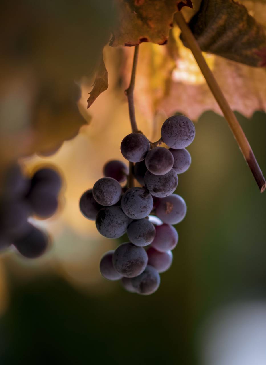 grapes, fruit, farm, field, food, crops
, 