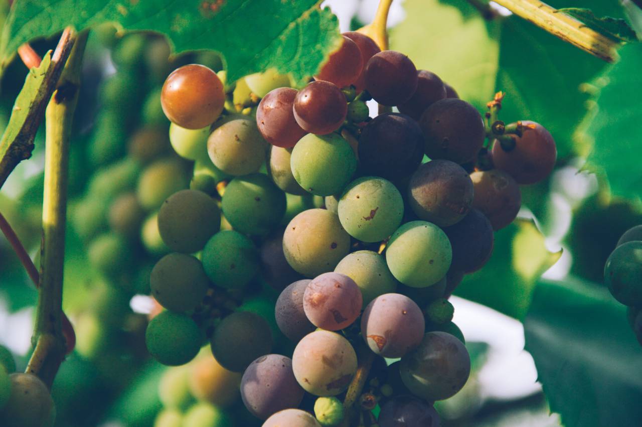 uvas, frutas, vides, saludable, comida,