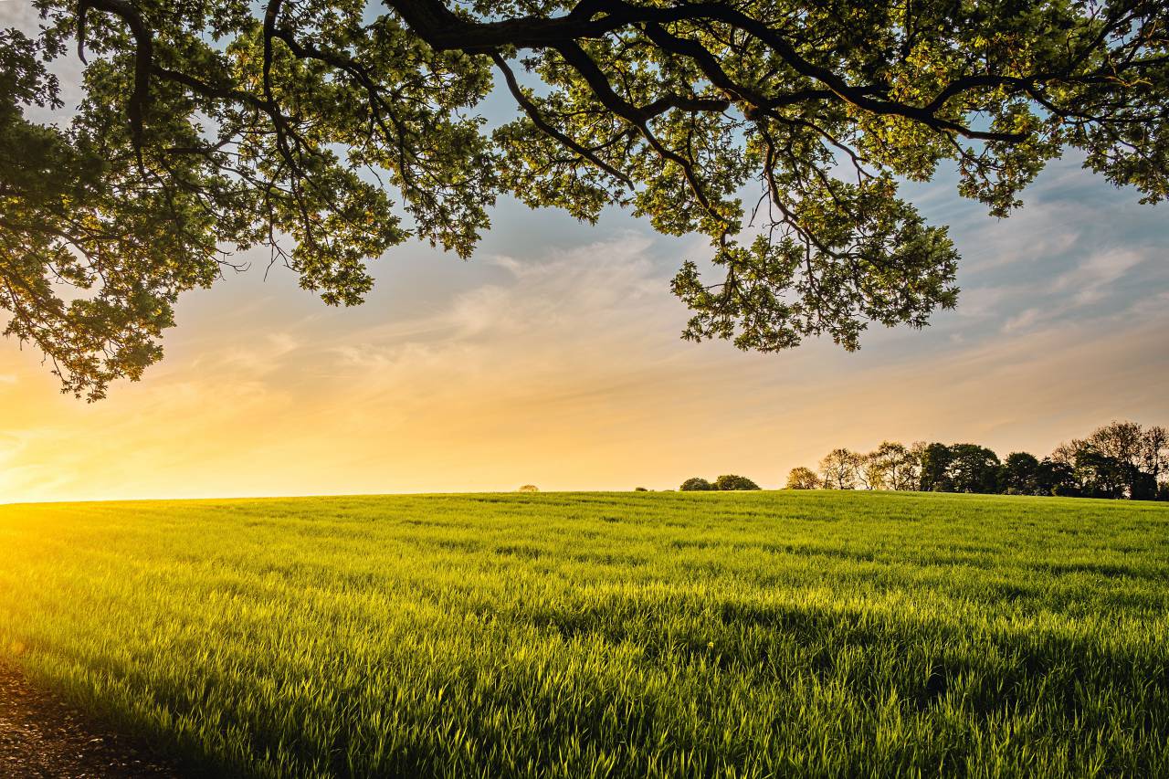 green, field, crops, agriculture, farm, nature, yard, trees, plant, outdoor, horizon, cloud, sky, sunset
, 
