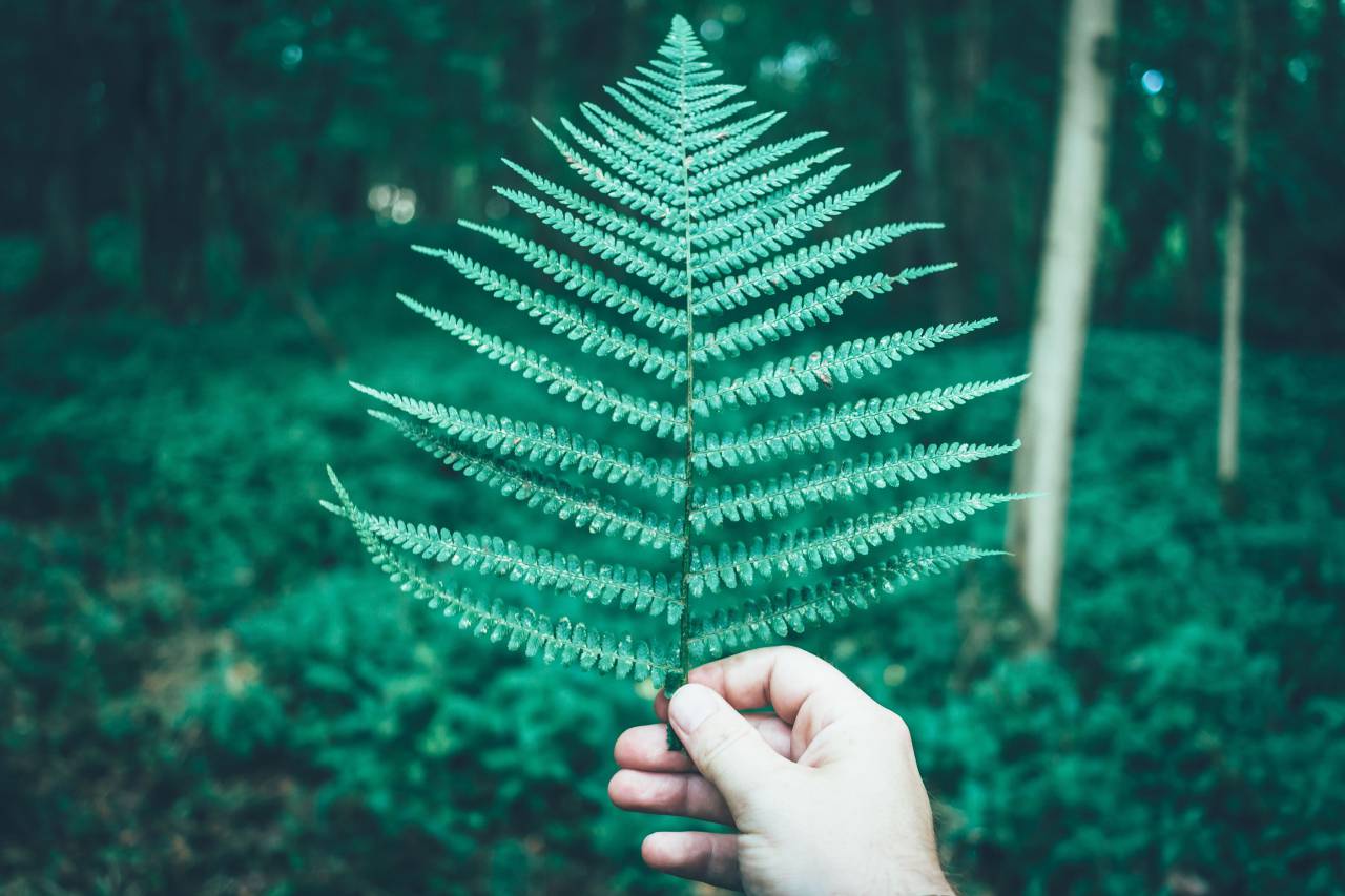 green, leaf, fern, plant, nature, blur, grass, forest, hand
, 