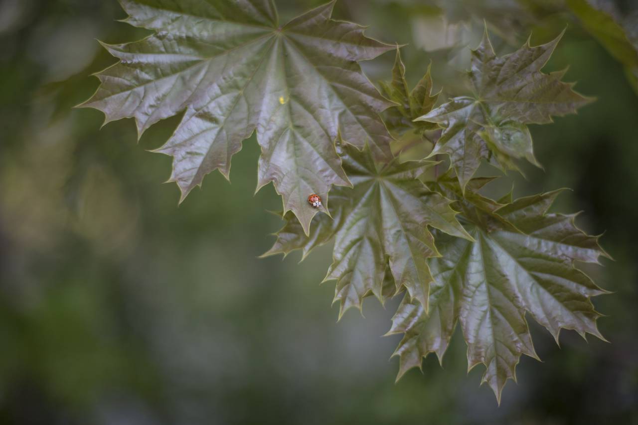 green, leaf, plant, nature, blur, bug, insect
, 