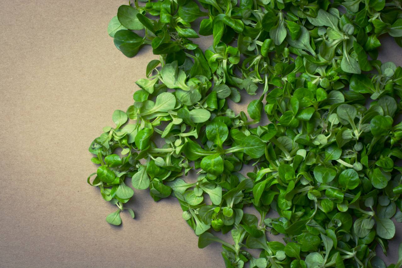 green, lettuce, vegetables, healthy food
, 