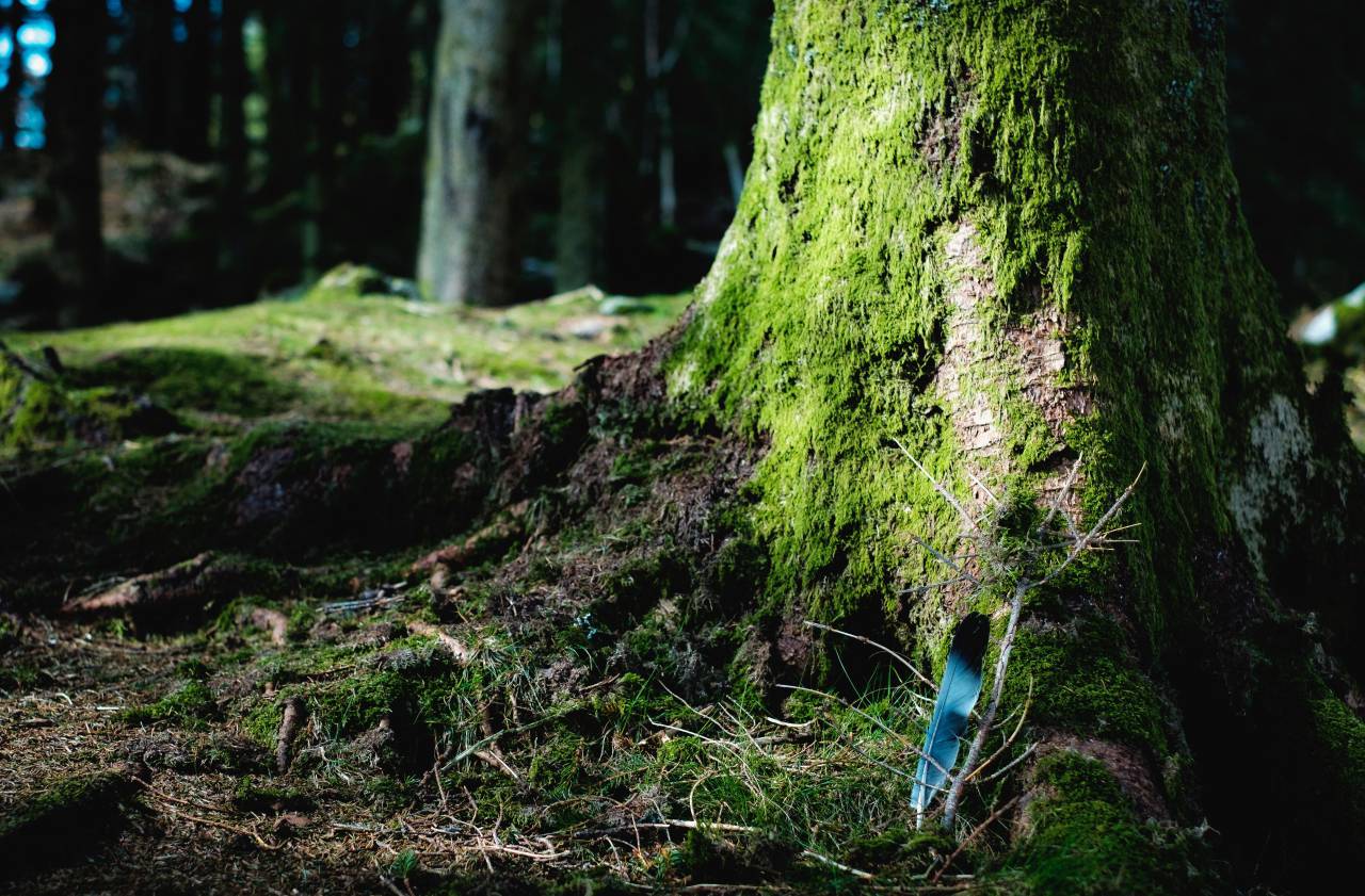 green, moss, tree, wood, grass, nature
, 